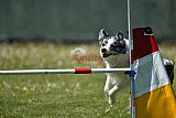 2nd chanche agility apeldoorn v.p