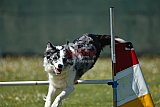 2nd chanche agility apeldoorn v.p