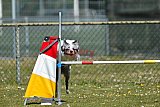 2nd chanche agility apeldoorn v.p