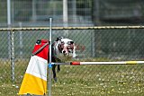 2nd chanche agility apeldoorn v.p