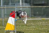 2nd chanche agility apeldoorn v.p