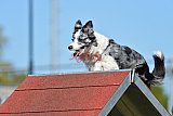 2nd chanche agility apeldoorn v.p