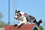 2nd chanche agility apeldoorn v.p