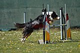 2nd chanche agility apeldoorn v.p