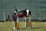2nd chanche agility apeldoorn v.p