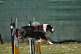 2nd chanche agility apeldoorn v.p