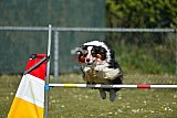 2nd chanche agility apeldoorn v.p