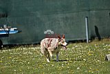 2nd chanche agility apeldoorn v.p