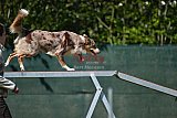 2nd chanche agility apeldoorn v.p