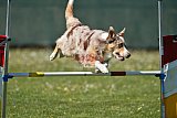 2nd chanche agility apeldoorn v.p