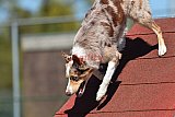 2nd chanche agility apeldoorn v.p