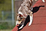 2nd chanche agility apeldoorn v.p