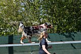 2nd chanche agility apeldoorn v.p