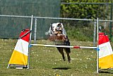 2nd chanche agility apeldoorn v.p