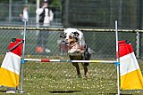 2nd chanche agility apeldoorn v.p