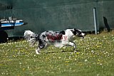 2nd chanche agility apeldoorn v.p
