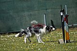 2nd chanche agility apeldoorn v.p