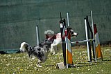 2nd chanche agility apeldoorn v.p