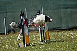 2nd chanche agility apeldoorn v.p