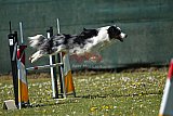 2nd chanche agility apeldoorn v.p