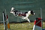 2nd chanche agility apeldoorn v.p