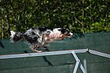2nd chanche agility apeldoorn v.p