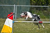 2nd chanche agility apeldoorn v.p