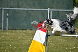 2nd chanche agility apeldoorn v.p