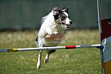 2nd chanche agility apeldoorn v.p