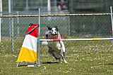 2nd chanche agility apeldoorn v.p