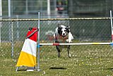 2nd chanche agility apeldoorn v.p