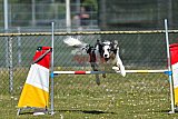 2nd chanche agility apeldoorn v.p