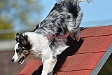 2nd chanche agility apeldoorn v.p