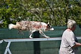 2nd chanche agility apeldoorn v.p