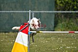 2nd chanche agility apeldoorn v.p