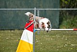 2nd chanche agility apeldoorn v.p