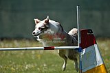 2nd chanche agility apeldoorn v.p