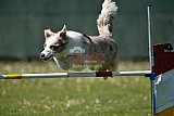 2nd chanche agility apeldoorn v.p