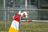 2nd chanche agility apeldoorn v.p