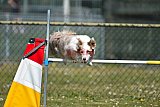 2nd chanche agility apeldoorn v.p