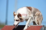 2nd chanche agility apeldoorn v.p