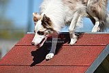 2nd chanche agility apeldoorn v.p