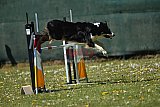 2nd chanche agility apeldoorn v.p