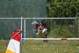 2nd chanche agility apeldoorn v.p