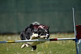 2nd chanche agility apeldoorn v.p