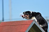 2nd chanche agility apeldoorn v.p