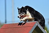 2nd chanche agility apeldoorn v.p