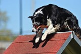 2nd chanche agility apeldoorn v.p