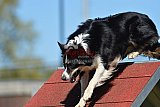 2nd chanche agility apeldoorn v.p