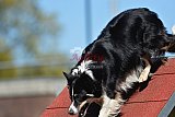 2nd chanche agility apeldoorn v.p